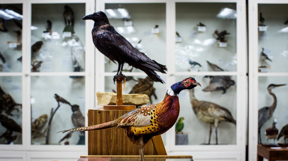 taxidermied birds